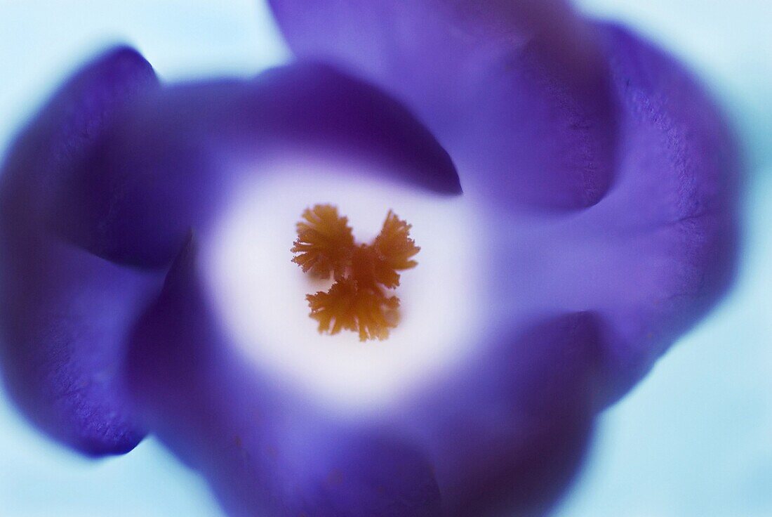 Botanical Crocus (Crocus tommasinianus), Nijmegen, Netherlands