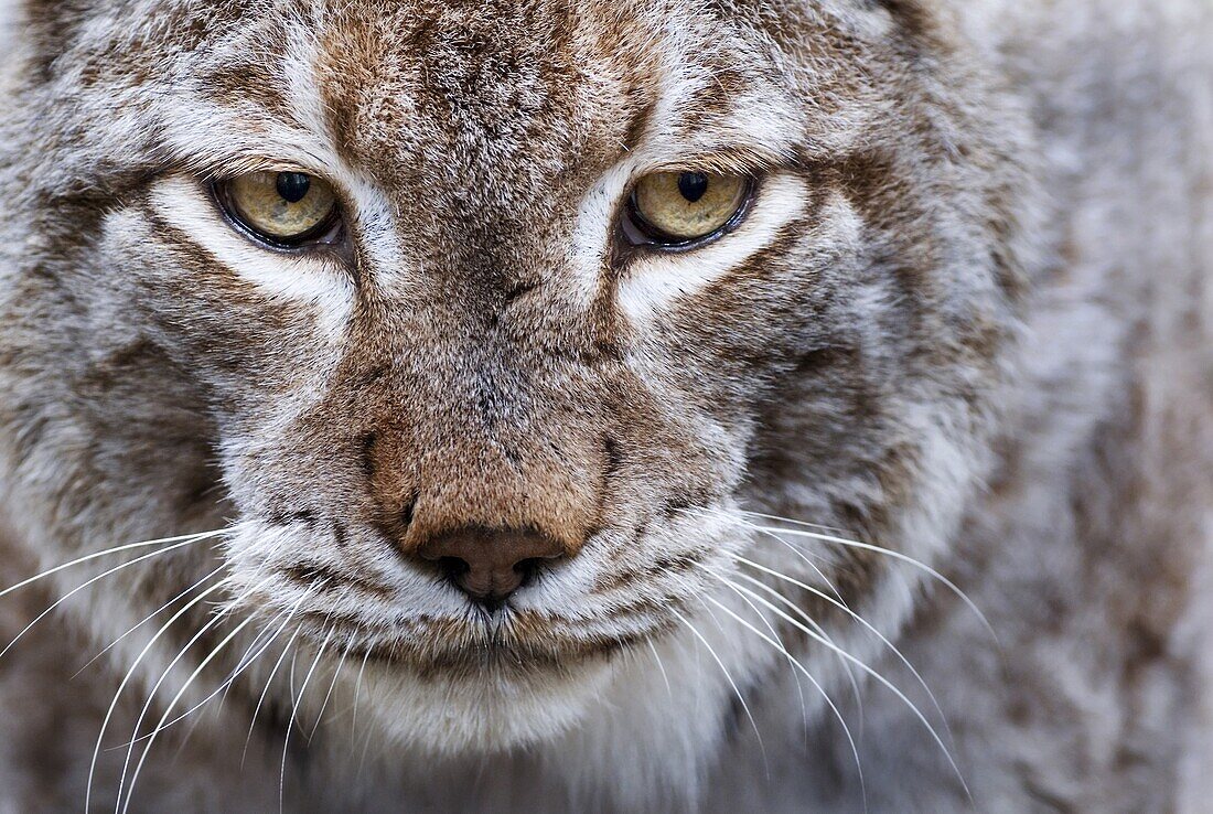 Eurasian Lynx (Lynx lynx) portrait, Anholt, Germany