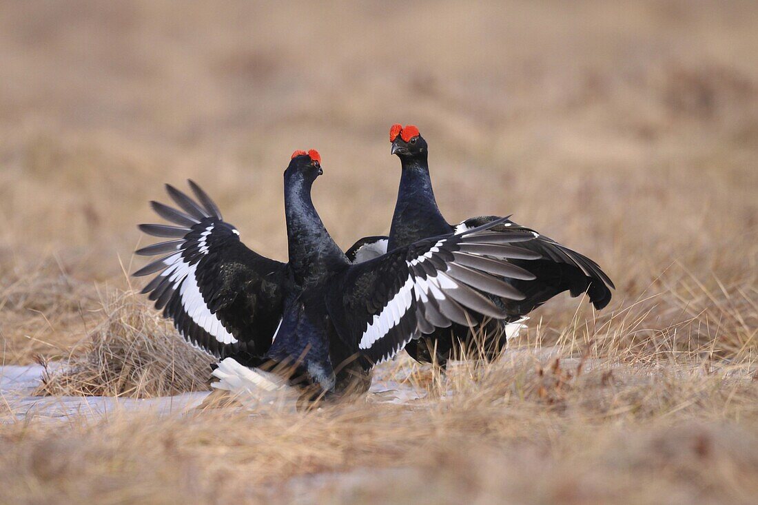 Black Grouse (Tetrao tetrix) males in aggressive display, Oulu, Finland