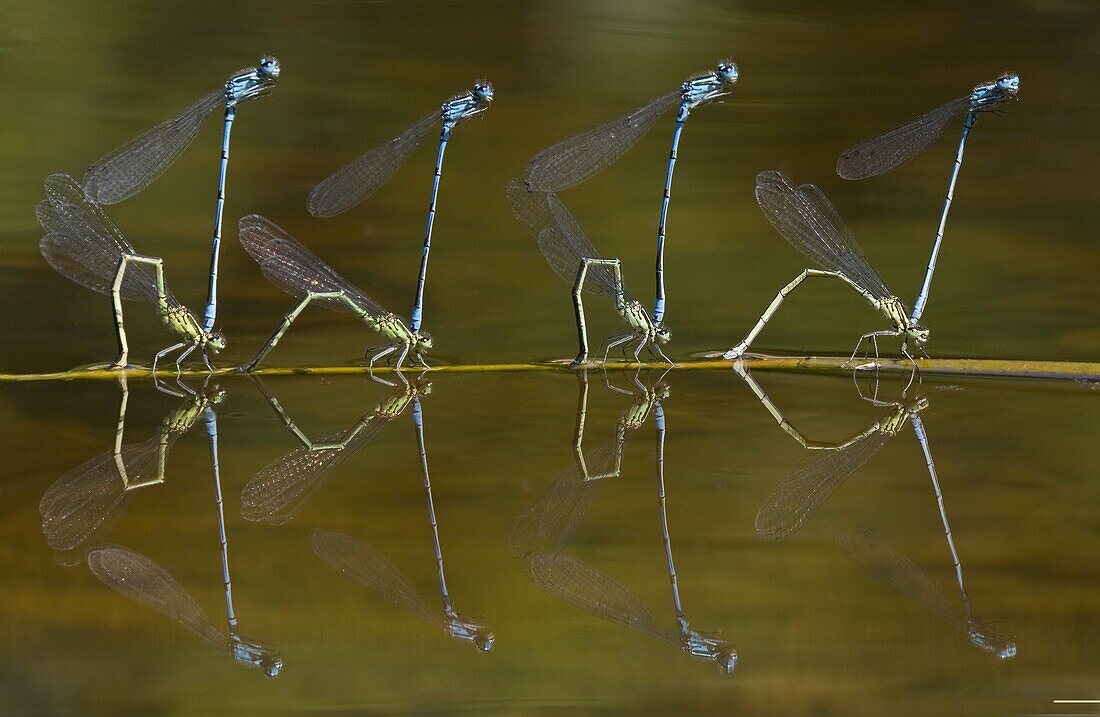 Azure Damselfly (Coenagrion puella) tandem group depositing eggs in water, Rijssen, Netherlands