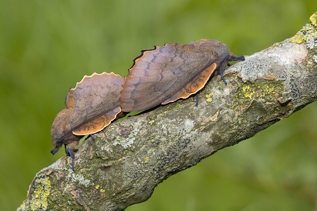 Moth (Gastropacha quercifolia) pair mimic leaves, Netherlands