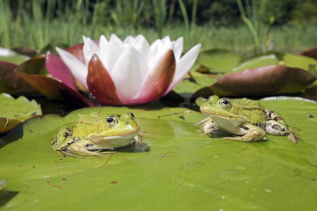 Edible Frog (Rana esculenta) pair on lily pad, Oostvoorne, Netherlands