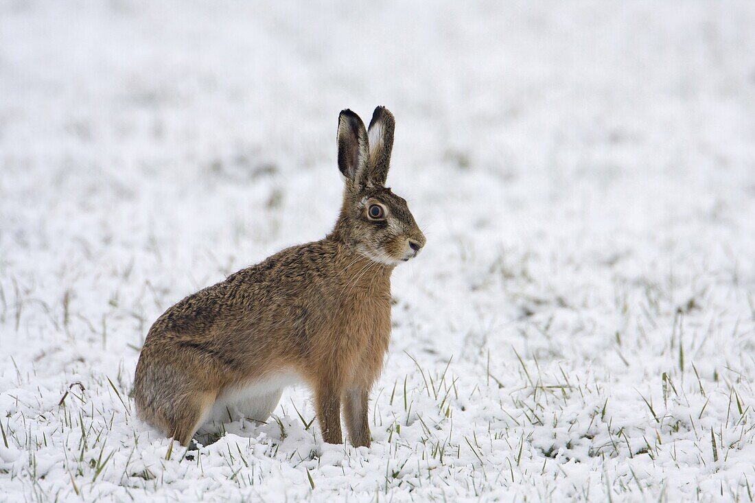 European Hare (Lepus europaeus) in snowy field, Eemnes, Netherlands