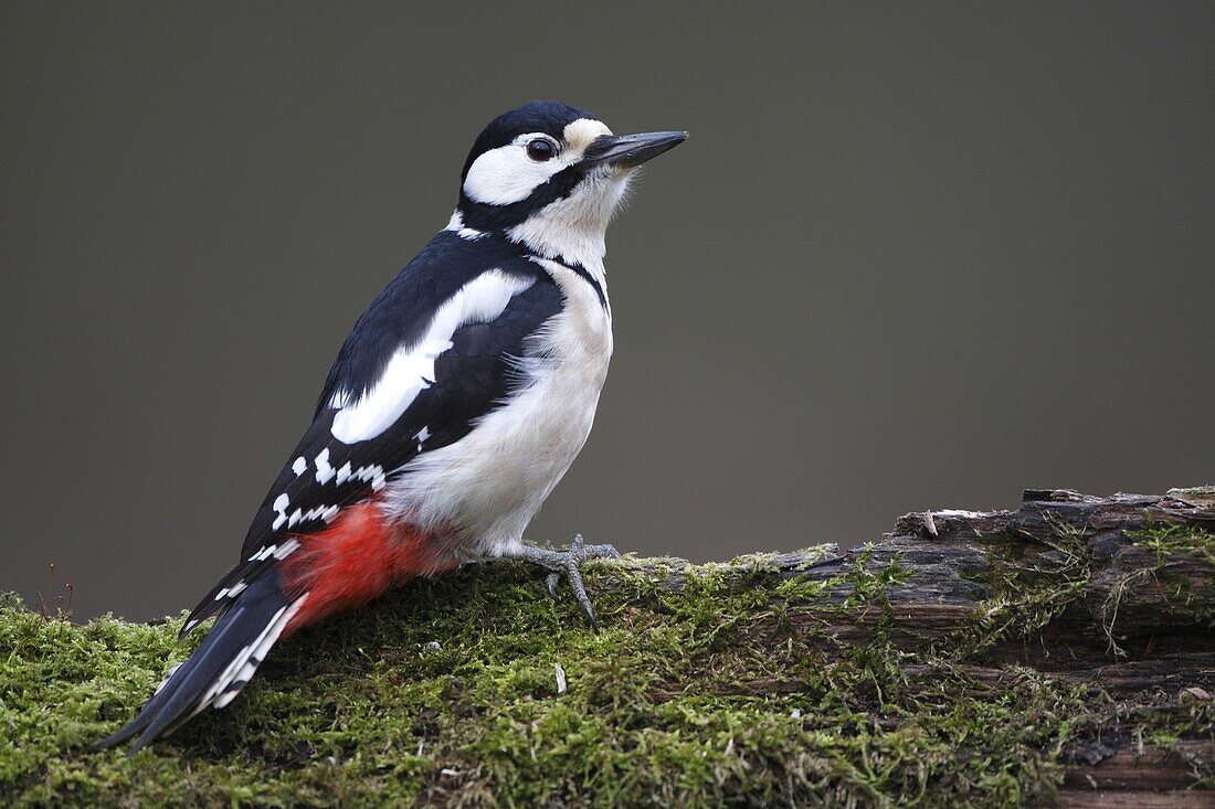 Great Spotted Woodpecker (Dendrocopos major), Vlaanderen, Belgium