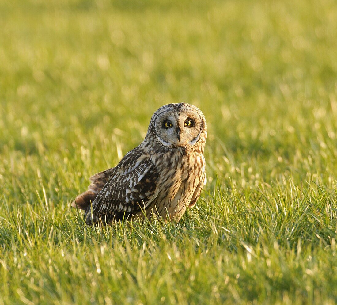 Short-eared Owl (Asio flammeus), Koudekerke, Netherlands