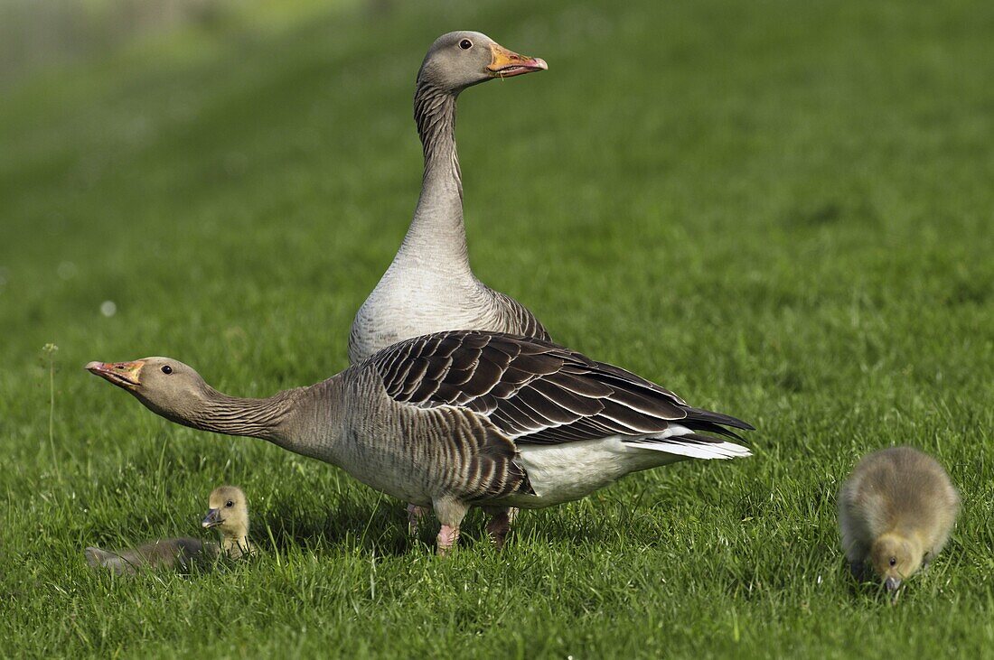 Greylag Goose (Anser anser) pair and chicks on grass lawn, Dordrecht, Netherlands