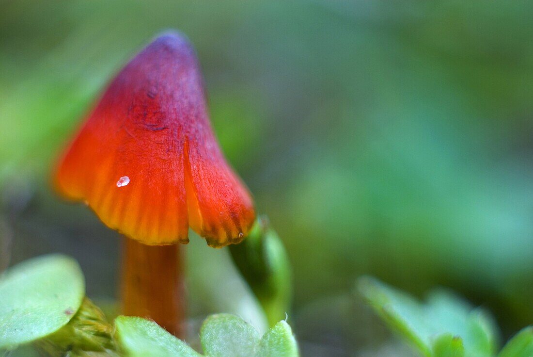 Conical Waxcap (Hygrocybe conica) mushroom, Ouddorp, Netherlands