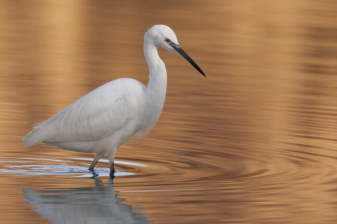 Little Egret (Egretta garzetta) wading, Florence, Italy