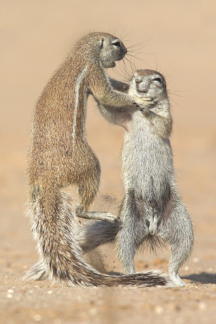 Cape Ground Squirrel (Xerus inauris) pair fighting, Kalahari Desert, South Africa