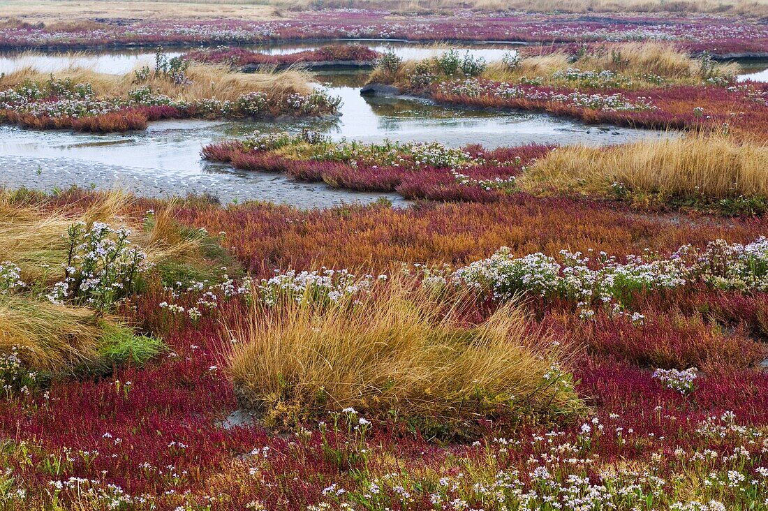 Glasswort (Salicornia sp) in marsh habitat, Serooskerke, Netherlands