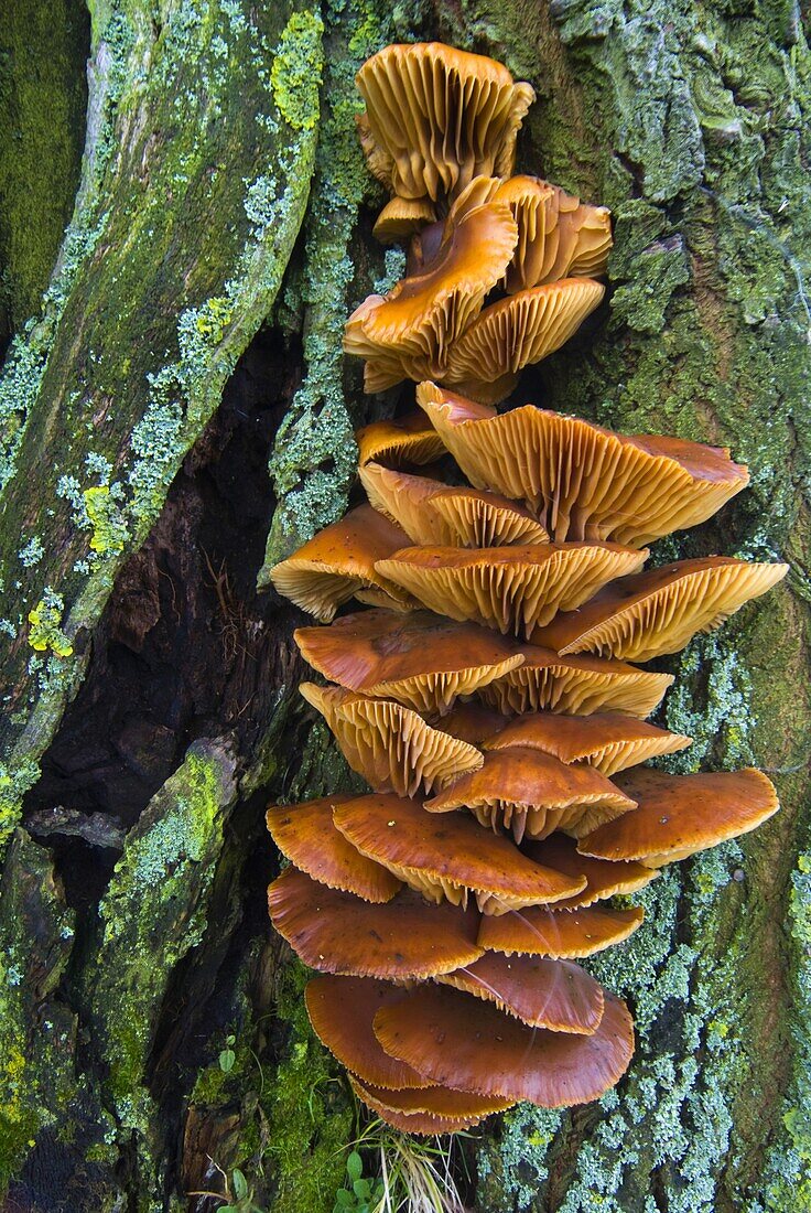 Velvet Shank Fungus (Flammulina velutipes), De Heen, Netherlands