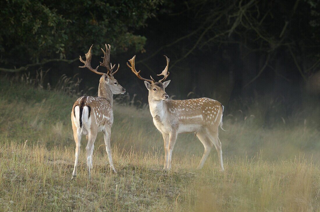 Fallow Deer (Dama dama) pair of males, Vogelenzang, Netherlands
