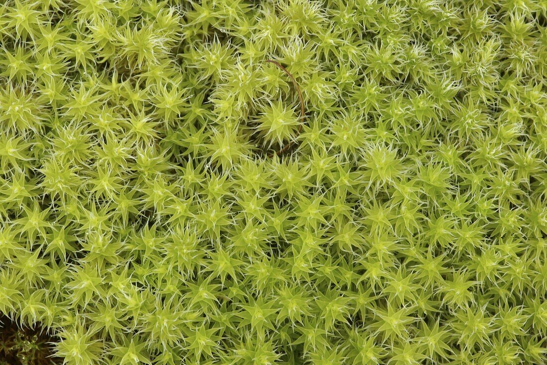 Racomitrium Moss (Racomitrium canescens), Zilsdorf, Germany