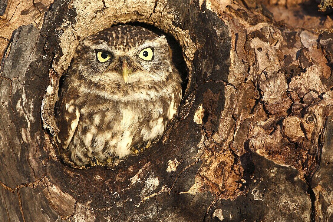 Little Owl (Athene noctua) at nest hole in a tree, Vlaanderen, Belgium
