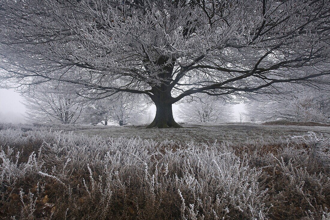 Beech (Fagus sp) alone in frosty heathland, Wageningen, Netherlands