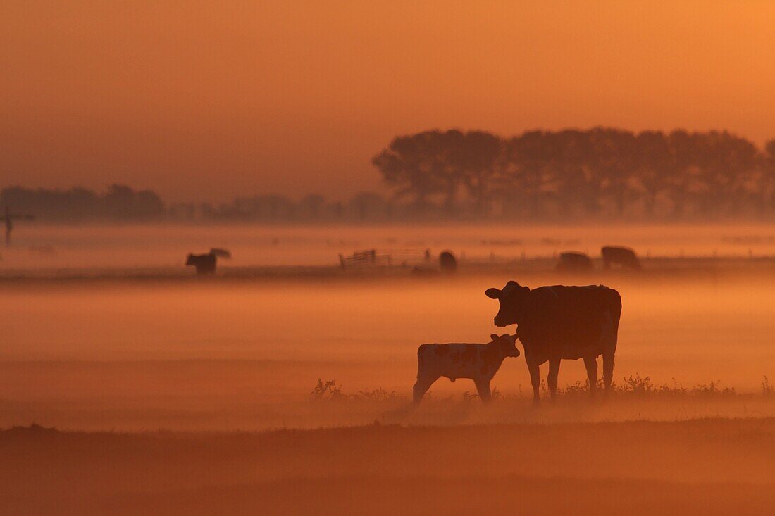 Domestic Cattle (Bos taurus) female and calf in misty pasture, Schermerhorn, Netherlands