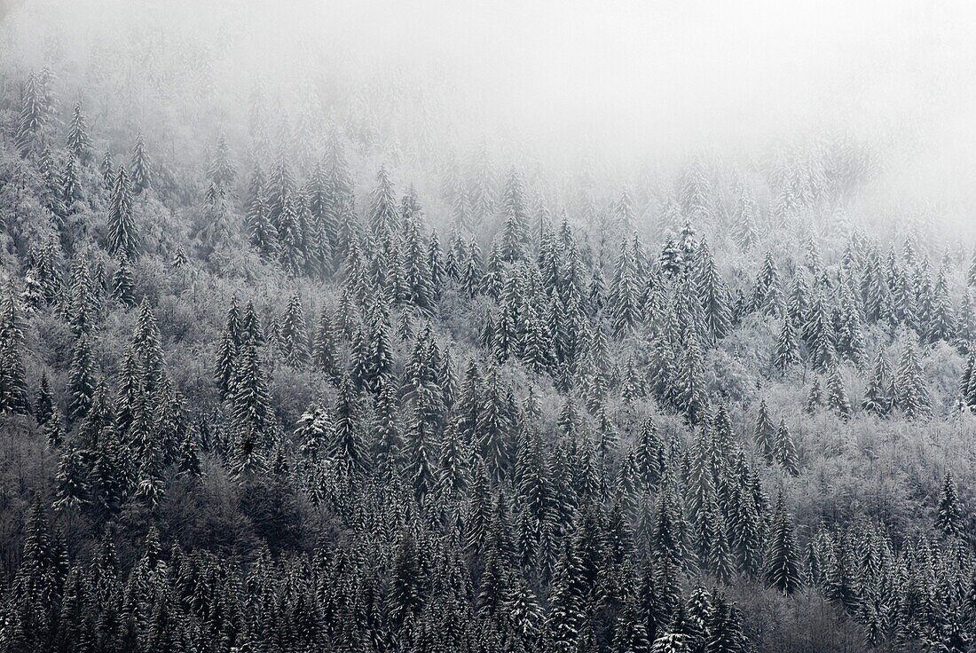 Snowy and misty forest, Bavarian Forest, Germany