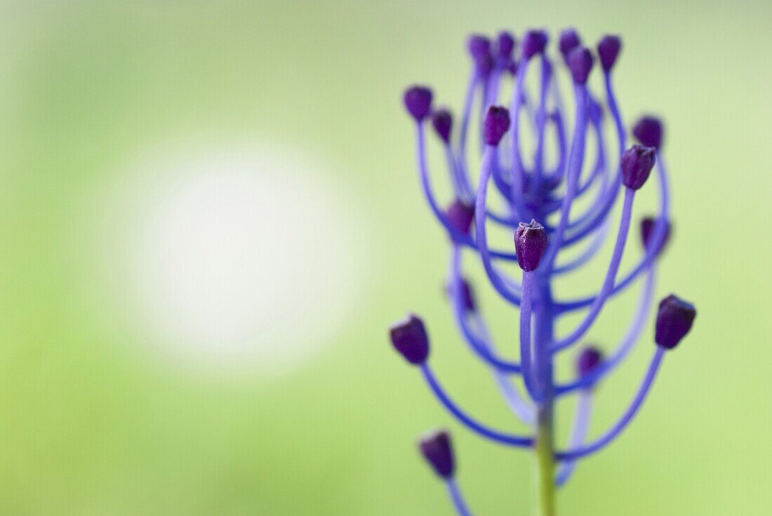 Feather Hyacinth (Muscari comosum), Menorca, Spain