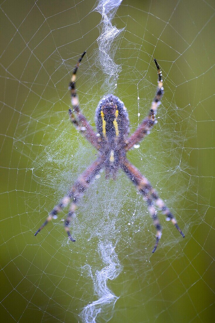 Wasp Spider (Argiope bruennichi) on its web, Wageningen, Netherlands