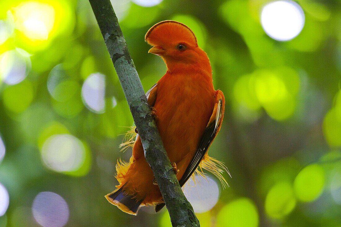 Guianan Cock-of-the-rock (Rupicola rupicola) male, Paramaribo, Surinam