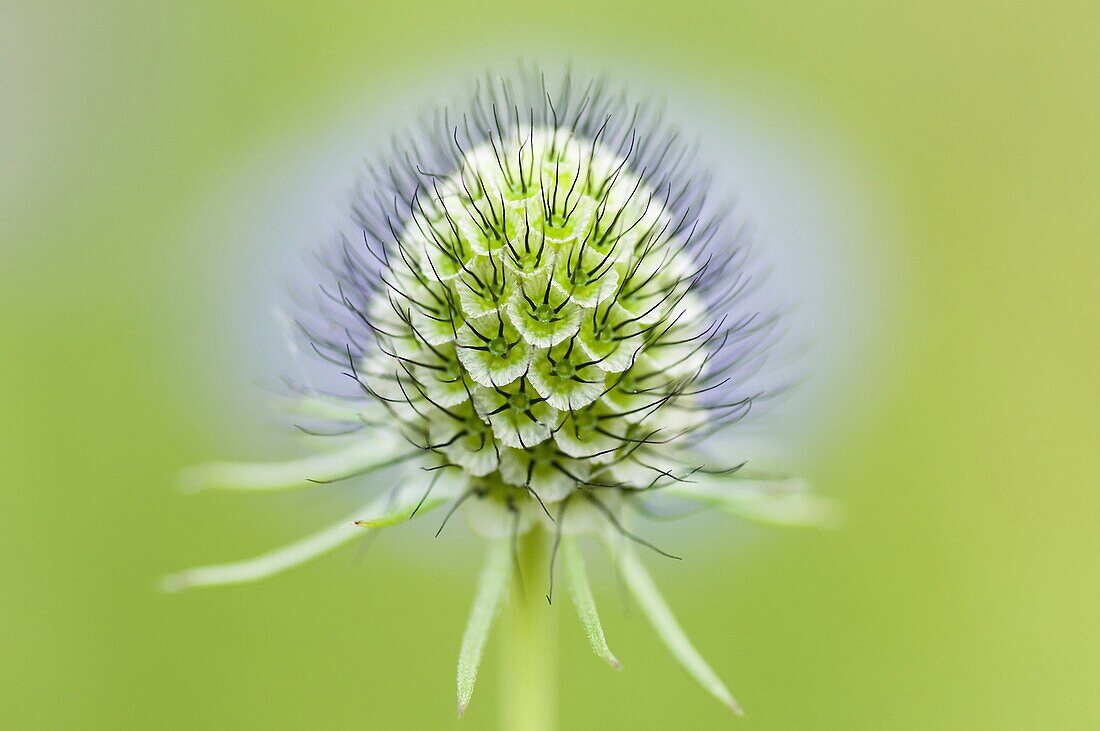 Small Scabious (Scabiosa columbaria) seed head, Nijmegen, Netherlands