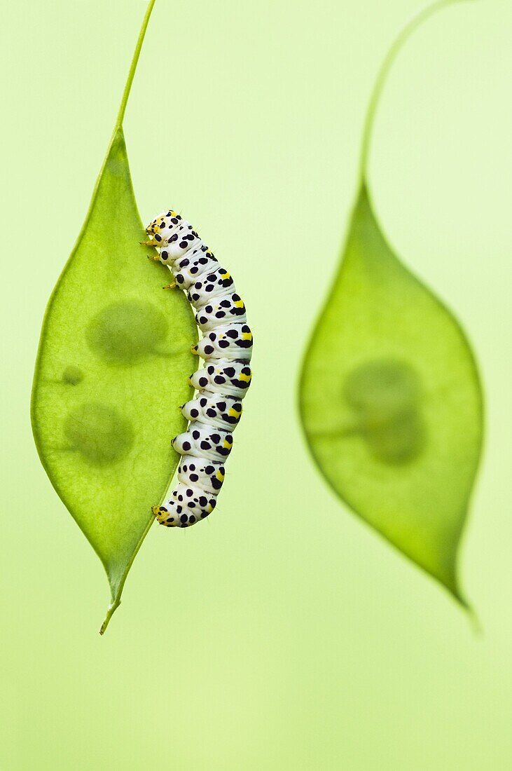 Water Betony Moth (Shargacucullia scrophulariae) caterpillar on Perennial Honesty (Lunaria rediviva) seeds, Nijmegen, Netherlands