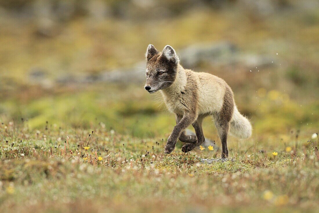 Arctic Fox (Alopex lagopus) in summer coat on tundra, Svalbard, Norway