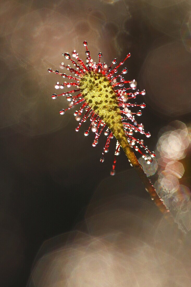 Oblong-leaved Sundew (Drosera intermedia) showing sticky leaf hairs, Turnhout, Belgium