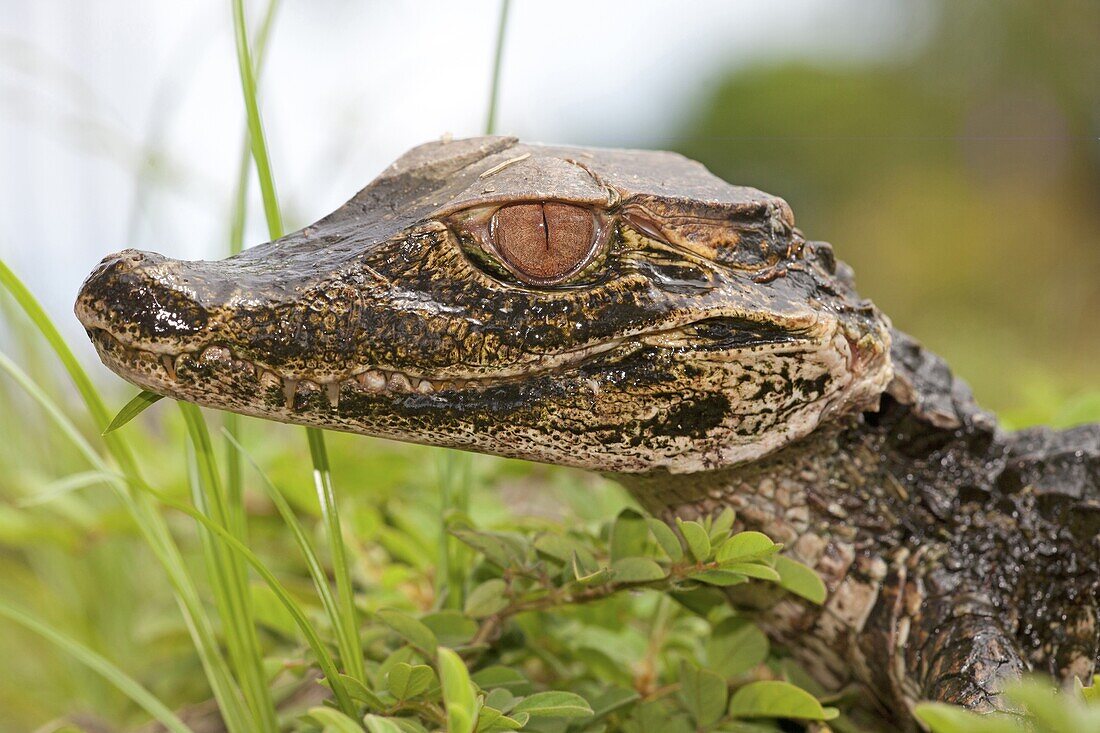 Cuvier's Dwarf Caiman (Paleosuchus palpebrosus), Surinam