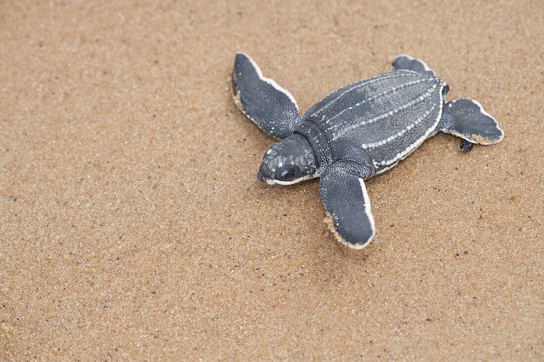 Leatherback Sea Turtle (Dermochelys coriacea) hatchling walking over beach to sea, Babunsanti Beach, Surinam