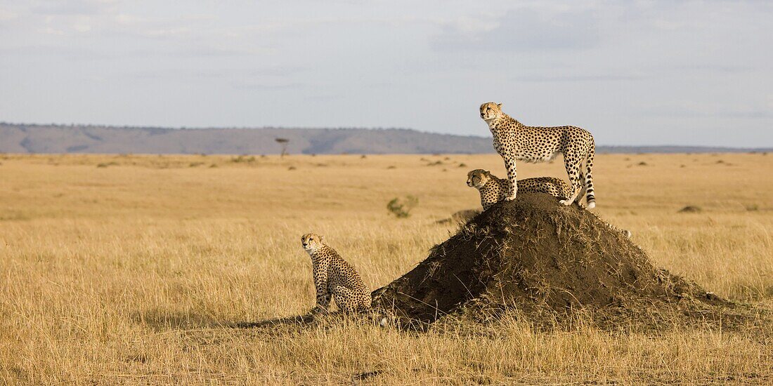 Cheetah (Acinonyx jubatus) group looking for prey on savannah from termite mound, Kenya