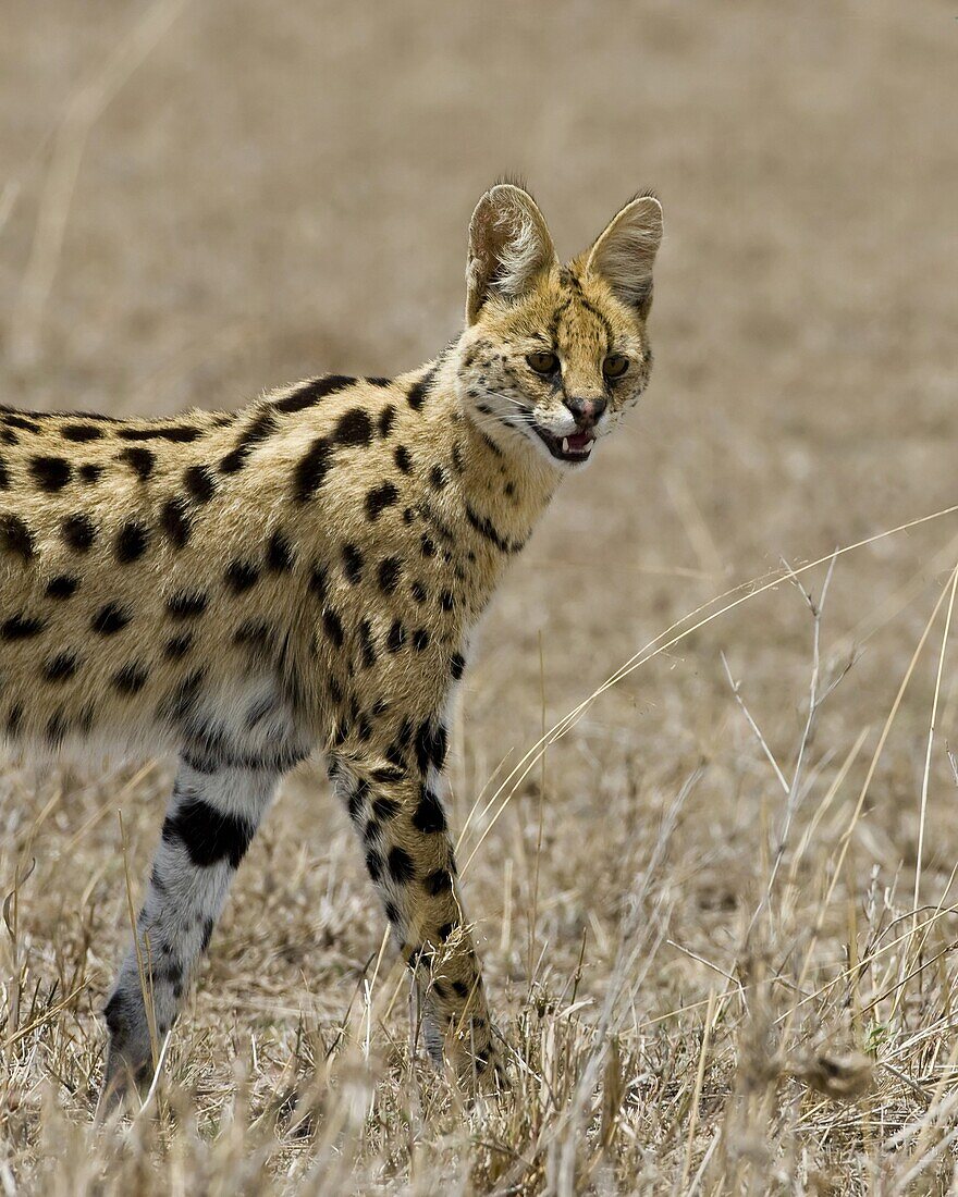 Serval (Leptailurus serval), Masai Mara National Reserve, Kenya