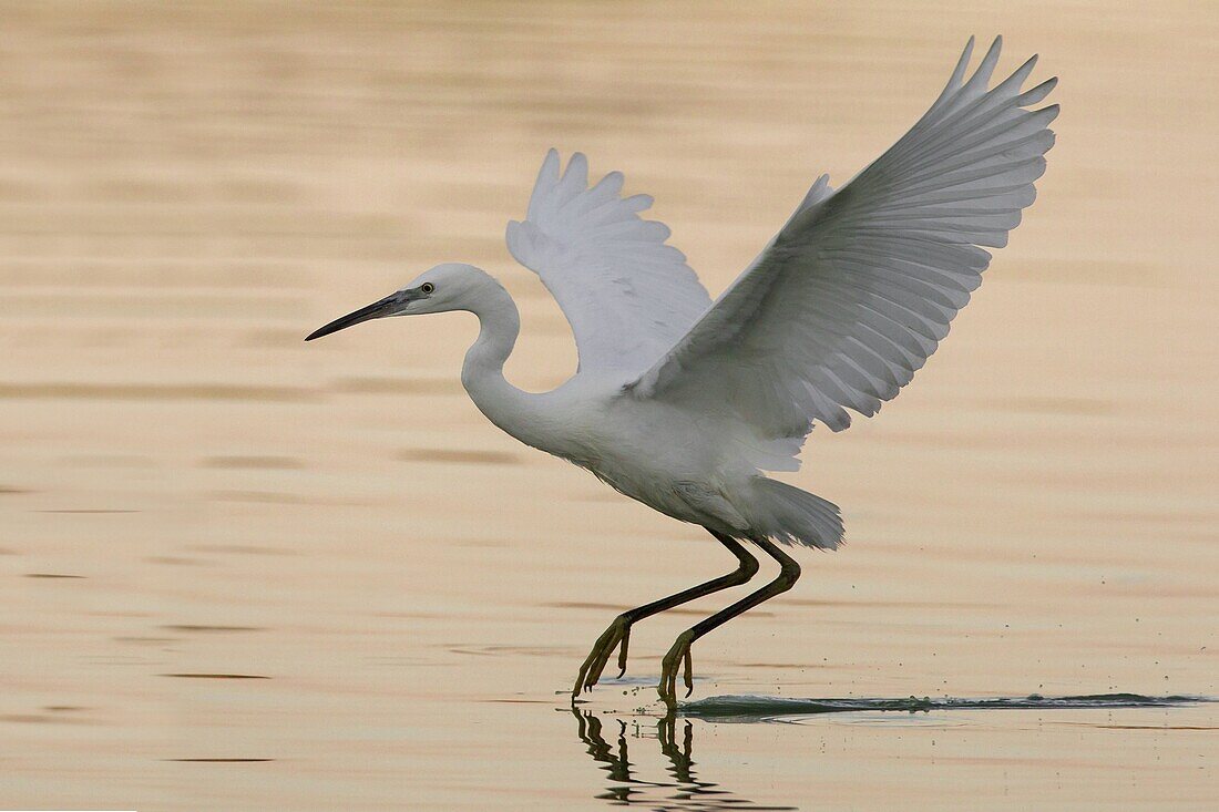 Little Egret (Egretta garzetta) landing, Florence, Italy