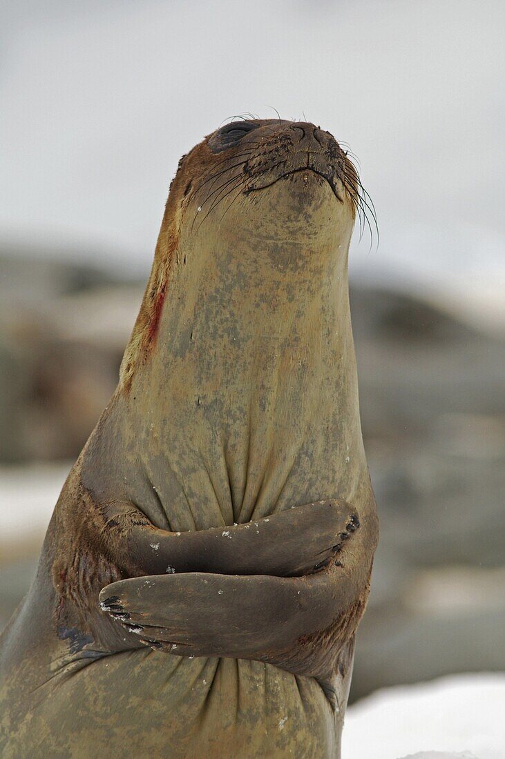 Southern Elephant Seal (Mirounga leonina) scratching, appearing to hug itself, Antarctica
