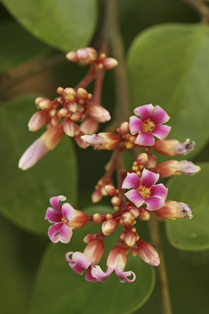 Carambola (Averrhoa carambola) flowers, Tamanredjo, Surinam