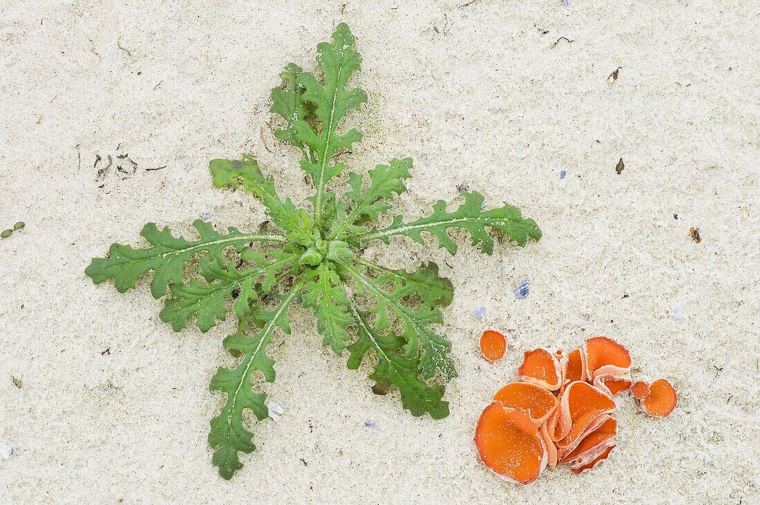 Orange Peel Mushroom (Aleuria aurantia) near plant in sand habitat, Vlieland, Netherlands