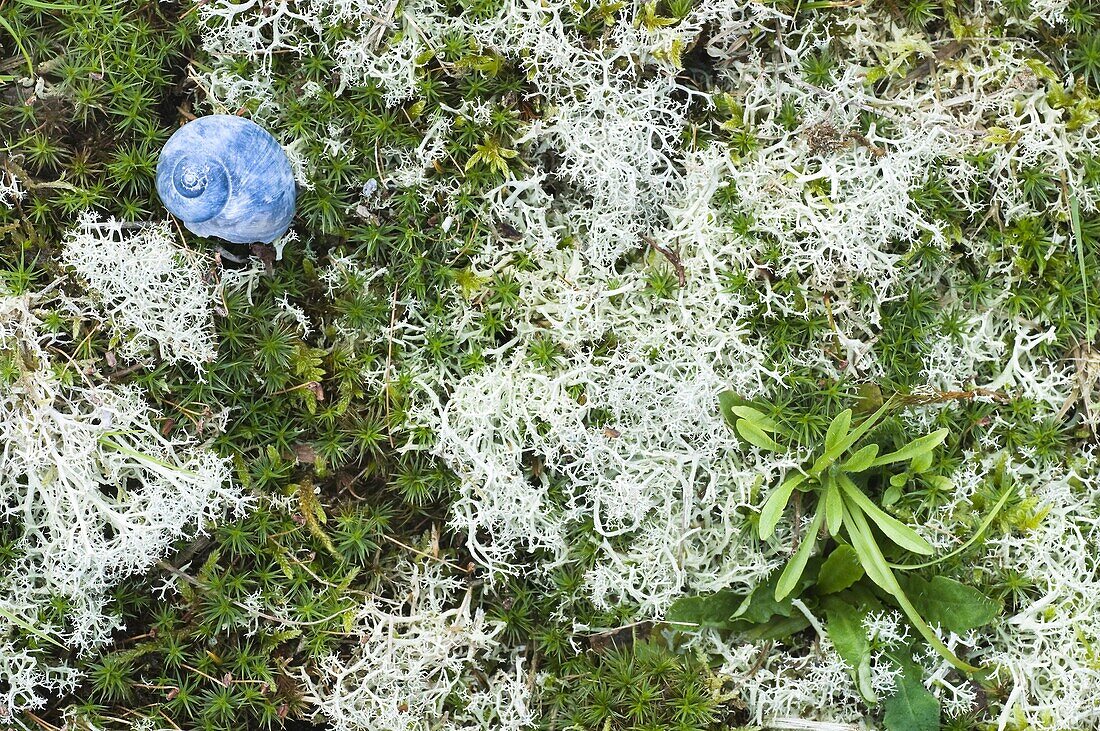 Lichen (Cladonia portentosa) with blue snail shell, Netherlands