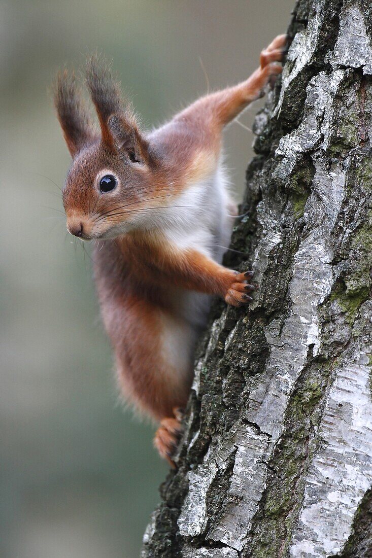 Eurasian Red Squirrel (Sciurus vulgaris), Belgium