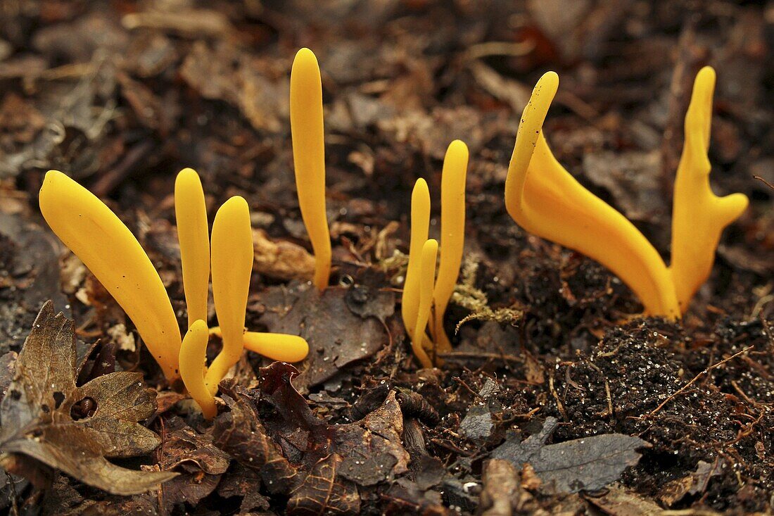 Yellow Club Fungus (Clavulinopsis helvola), Wassenaar, Netherlands