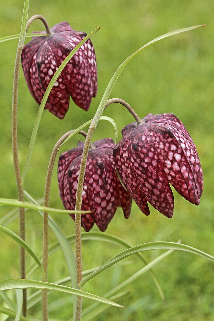 Checkered Lily (Fritillaria meleagris) flowers, Wassenaar, Netherlands