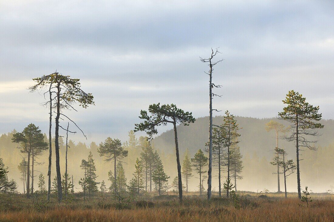 Pine swamp at sunrise, Sweden