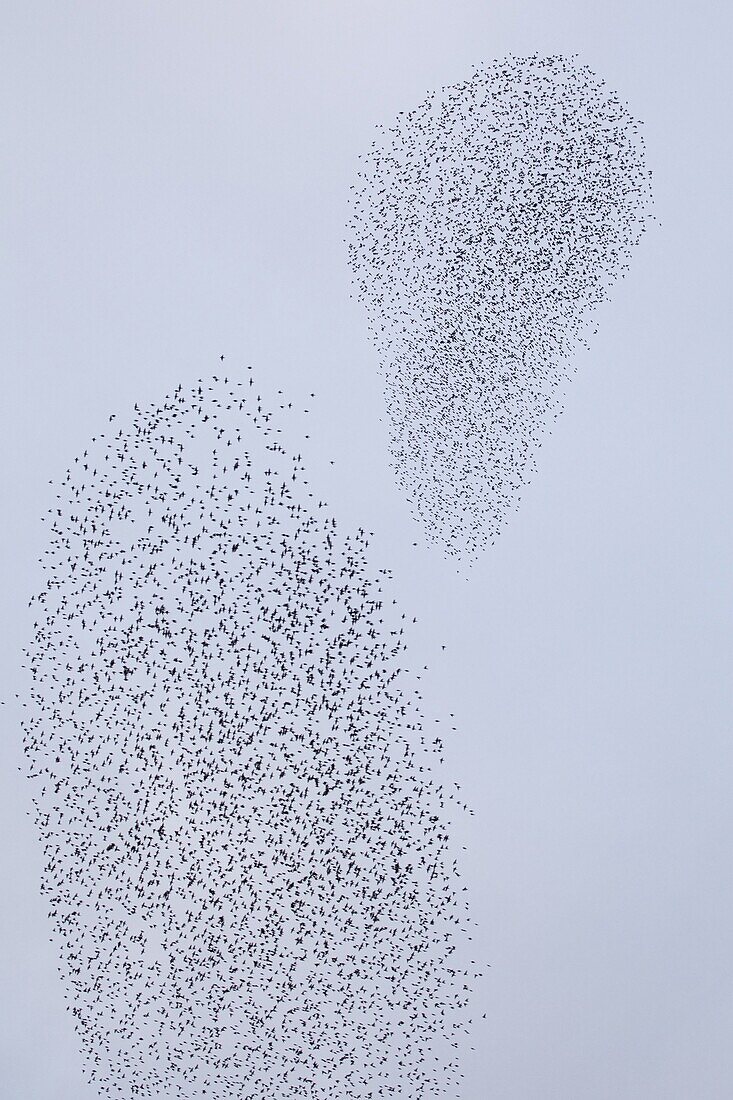Common Starling (Sturnus vulgaris) flock being chased by a Peregrine Falcon (Falco peregrinus)