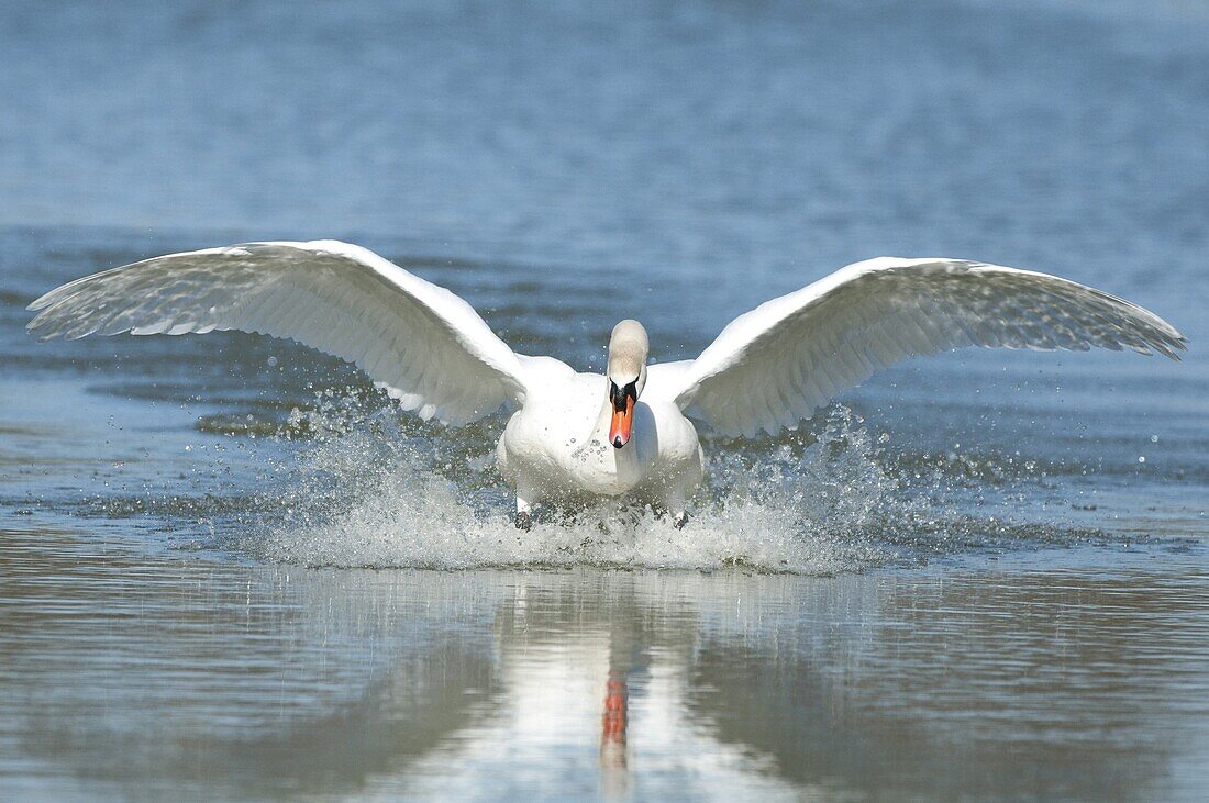 Mute Swan (Cygnus olor) landing on surface of water, Wanneperveen, Netherlands