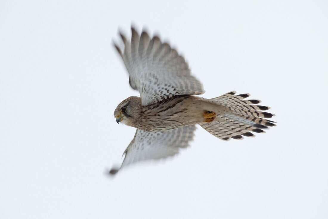 Eurasian Kestrel (Falco tinnunculus) hovering, Dordrecht, Netherlands