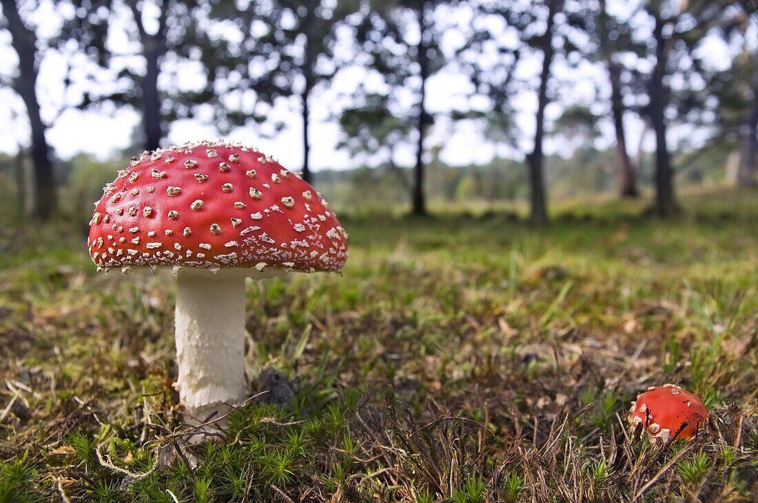 Fly Agaric (Amanita muscaria) mushroom, Nijmegen, Netherlands