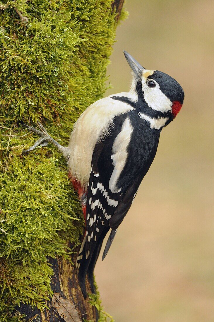 Great Spotted Woodpecker (Dendrocopos major) male, Veluwe, Netherlands