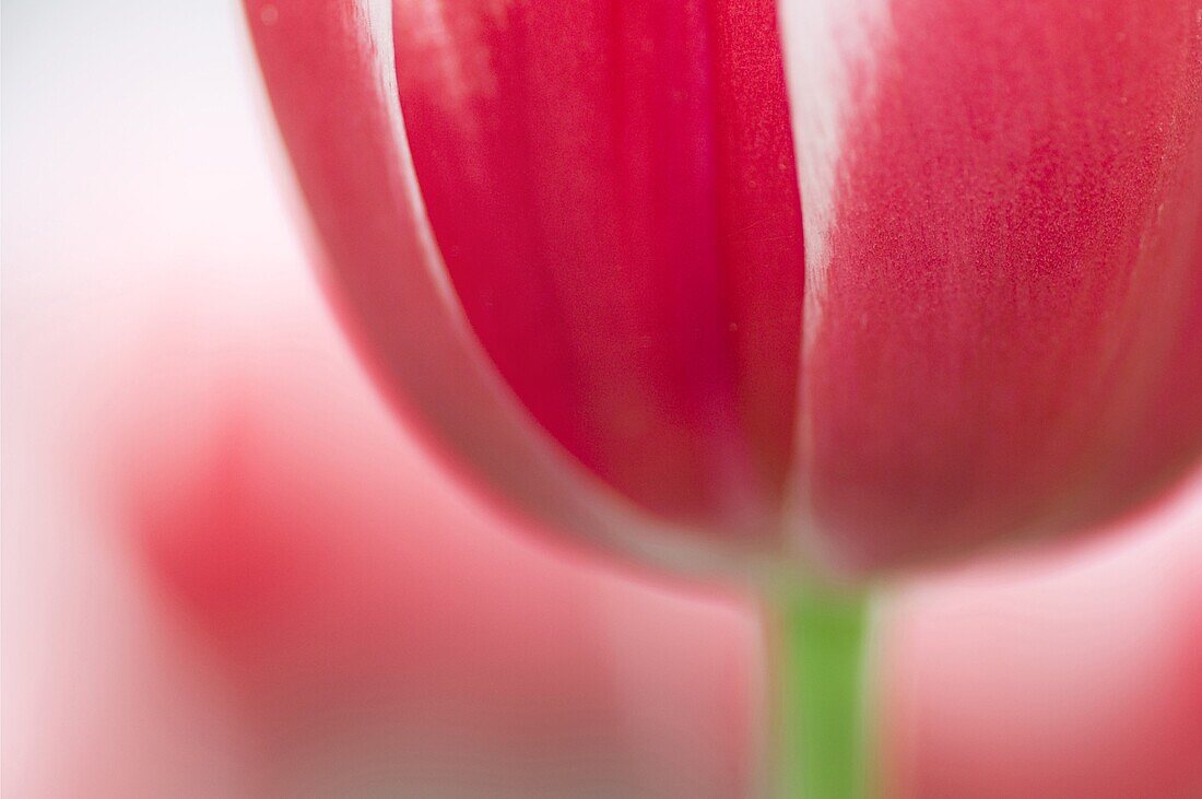 Tulip (Tulipa sp), Lisse, Netherlands