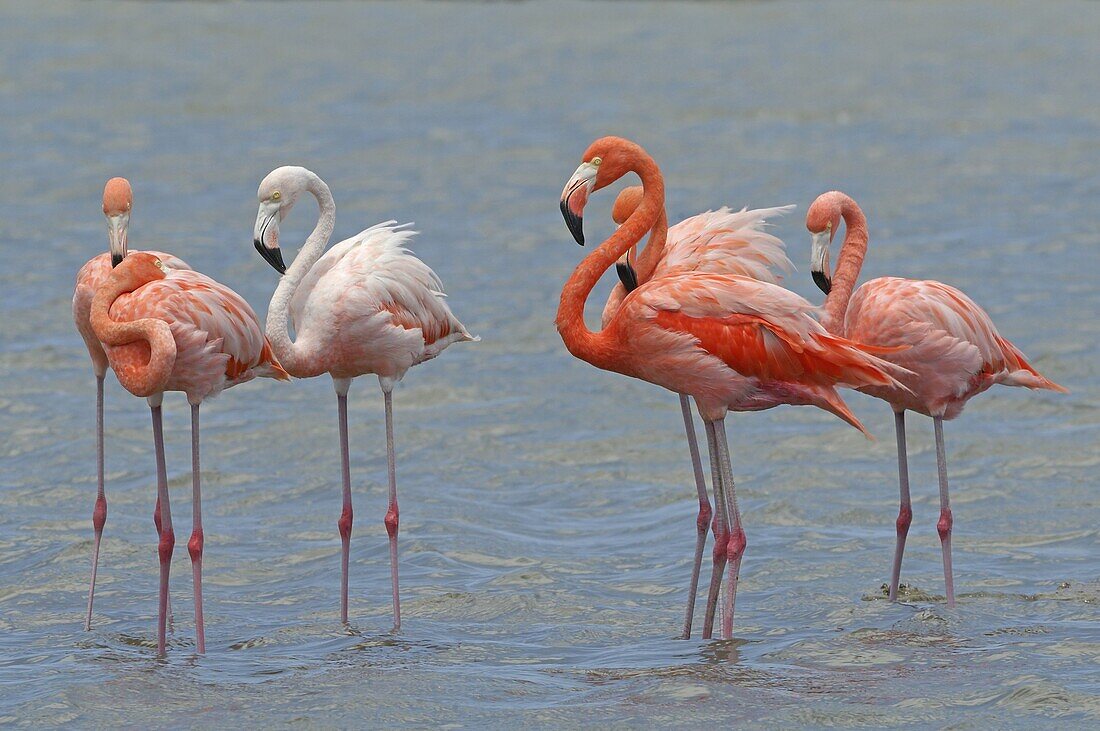 Greater Flamingo (Phoenicopterus ruber) group, Curacao, Dutch Antilles