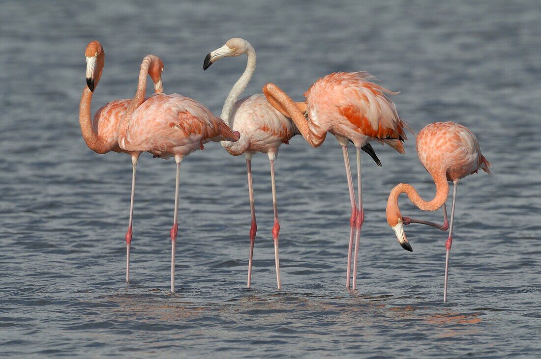 Greater Flamingo (Phoenicopterus ruber), Curacao, Dutch Antilles