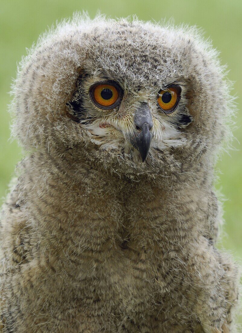 Eurasian Eagle-Owl (Bubo bubo) chick, Netherlands